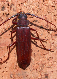 Brown Prionid